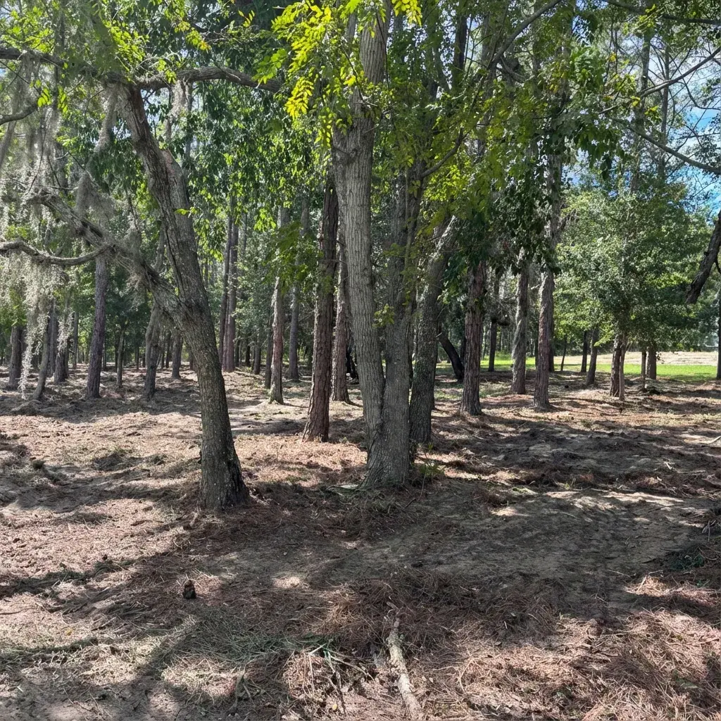 Clean forest floor with scattered mulch after selective underbrushing