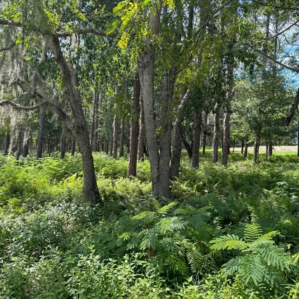 Dense green undergrowth covering a forest floor before clearing