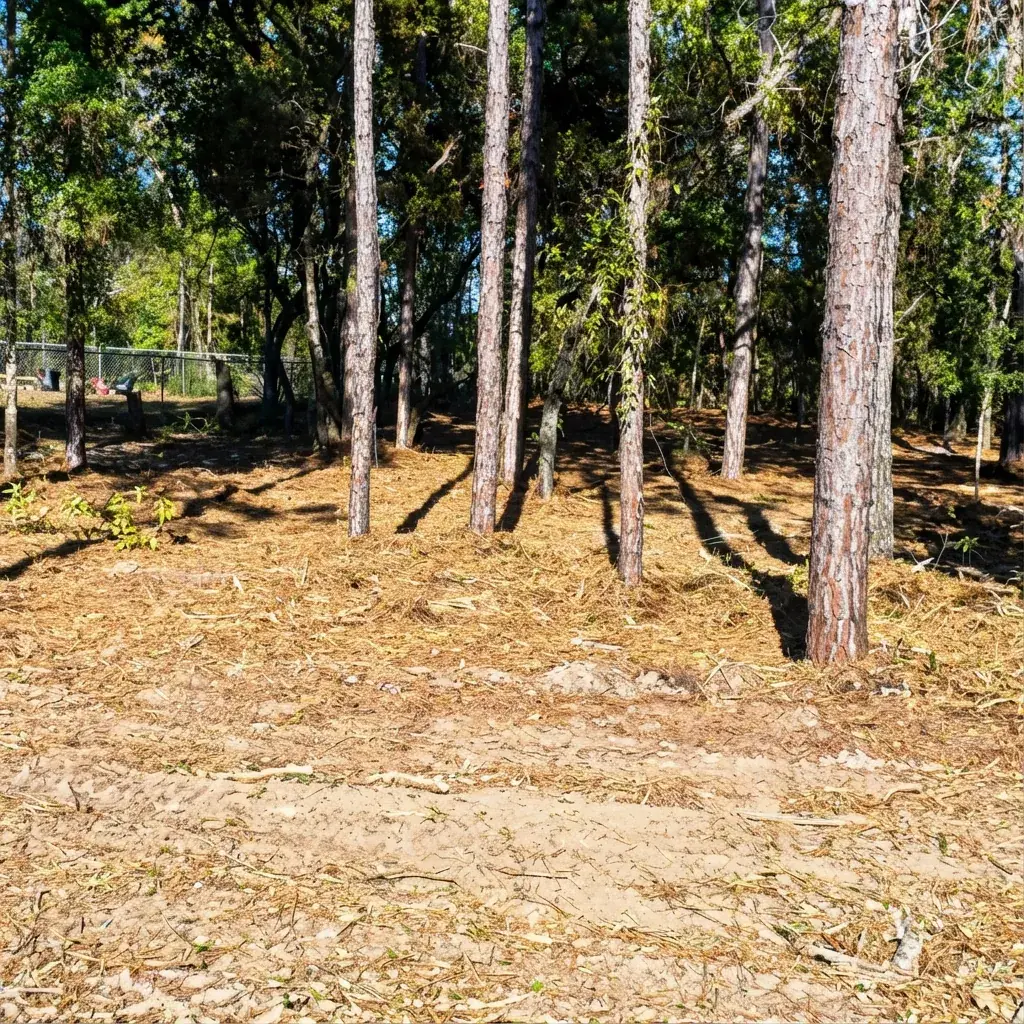 Clean pine stand after forestry mulching