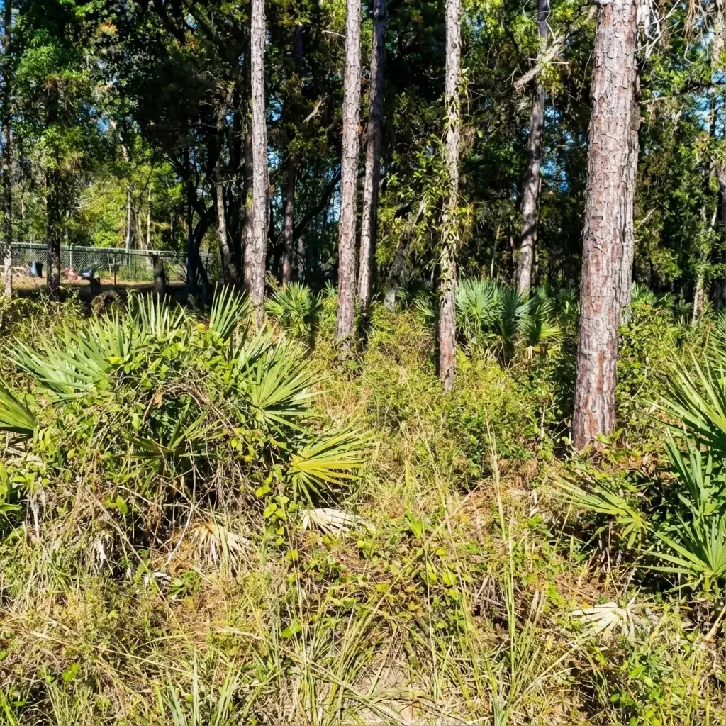 Pine stand choked with underbrush before clearing