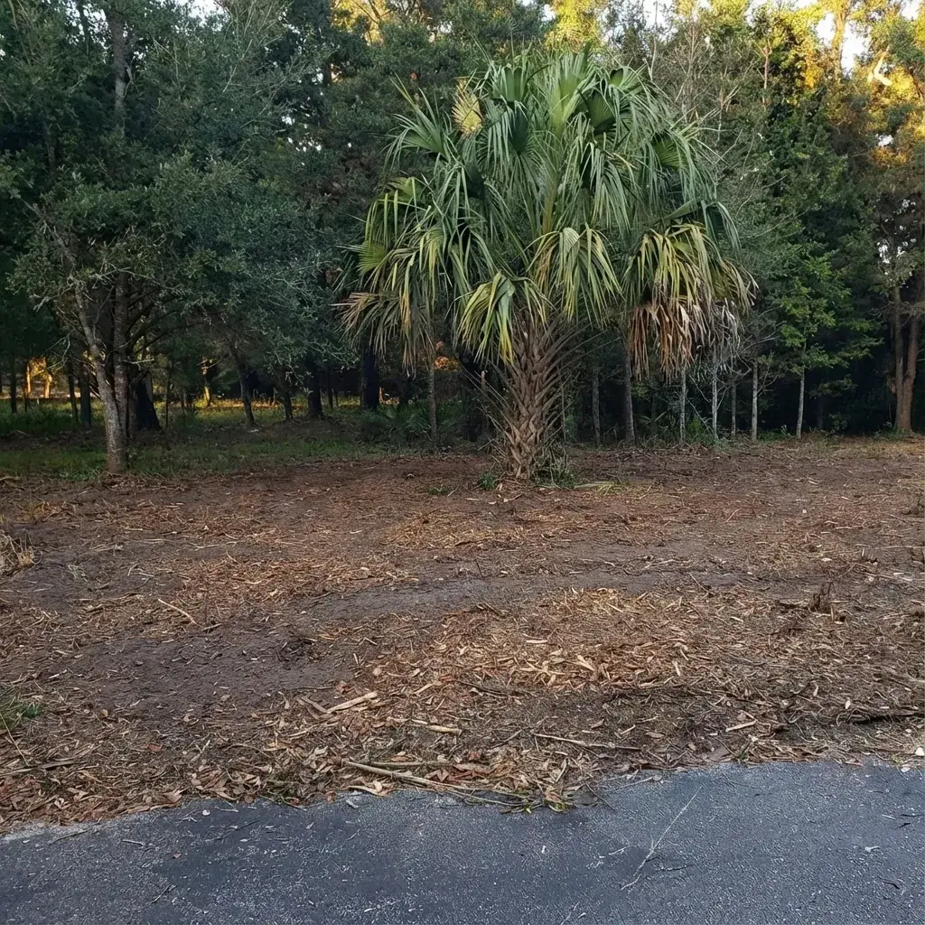 Open wooded lot with a clean mulched forest floor after clearing