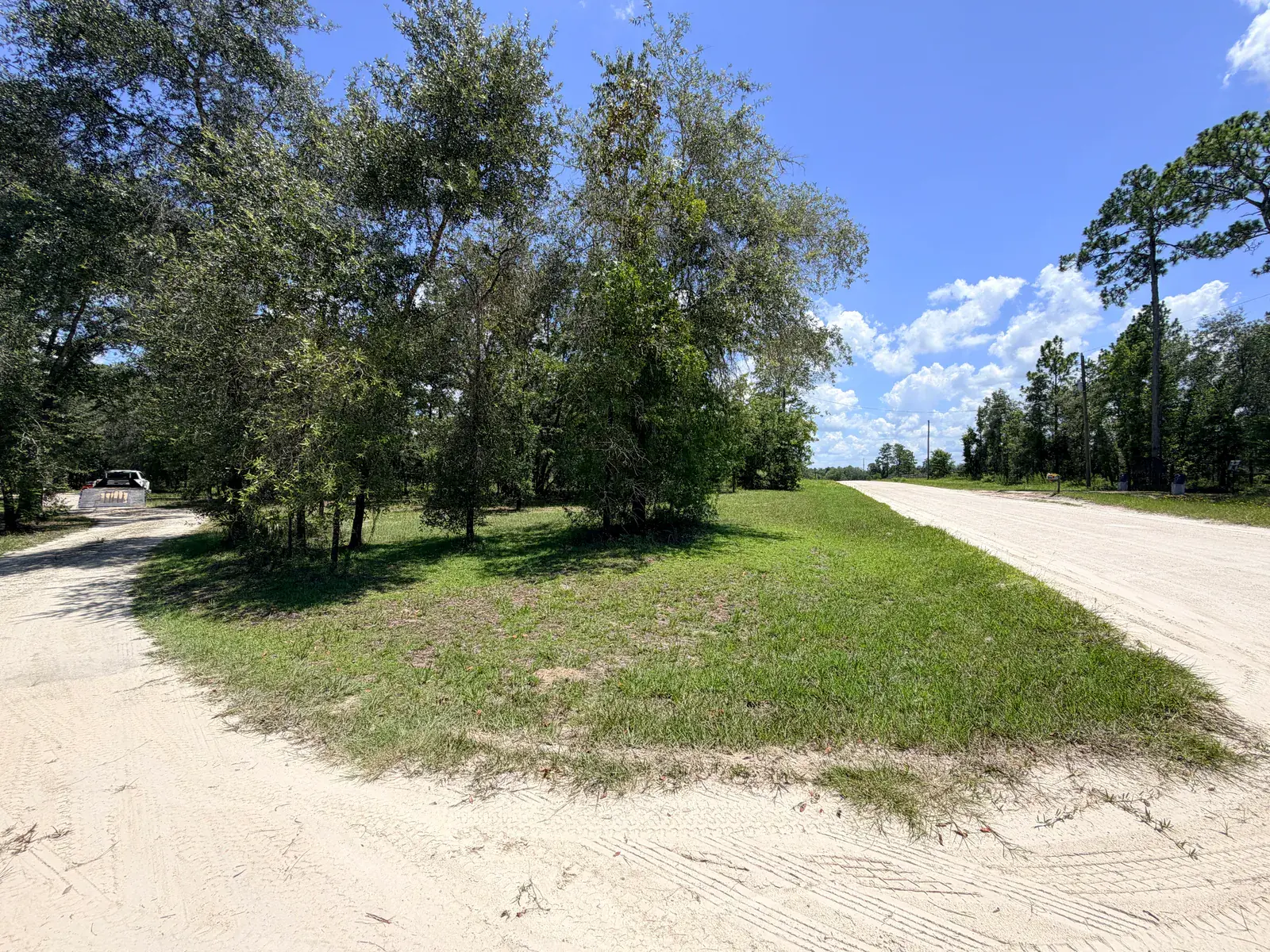 Dense growth between a rural driveway and road before clearing